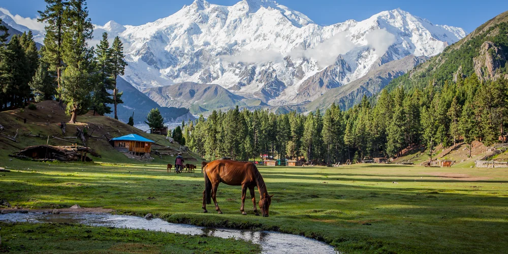 A Horse grazing in the fairy meadows